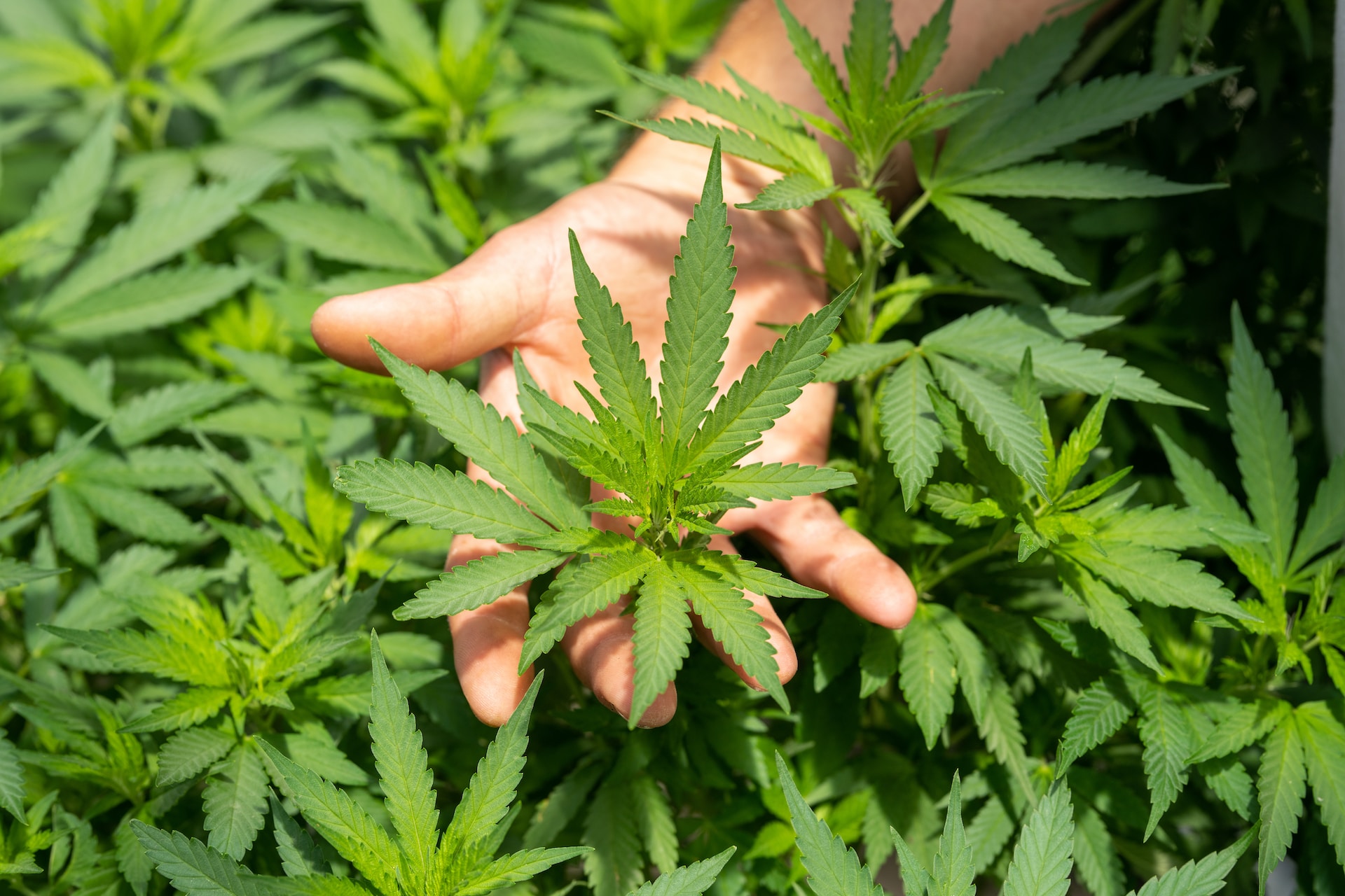 green cannabis plant in a person’s hand