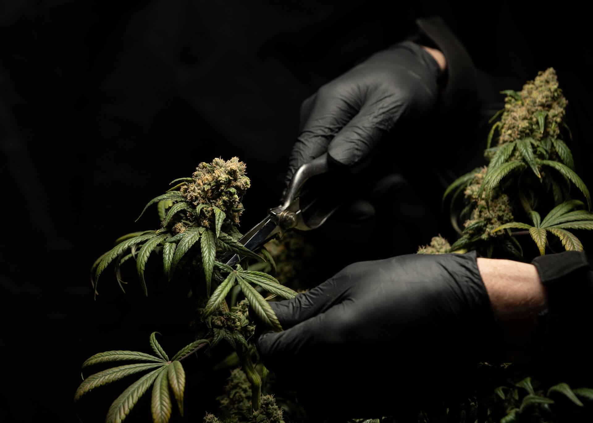 Two gloved hands harvesting a cannabis flower