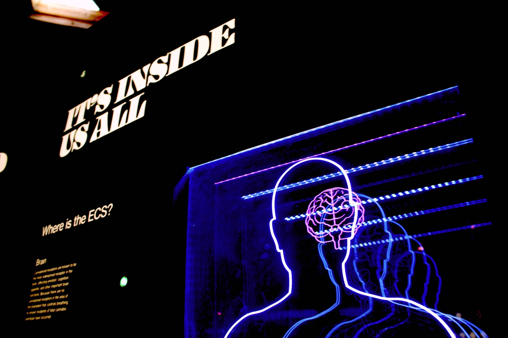 a neon display of a person’s head and brain explaining the ECS